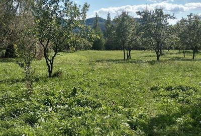 Teren de 3430 mp, în Malu cu Flori - 2