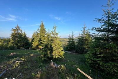 Teren de 500000 mp, în Ciocănești - 2