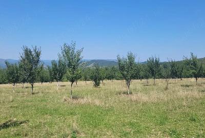 Teren în Prigor - 1