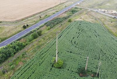 Teren de 18000 mp, în Becicherecu Mic - 5