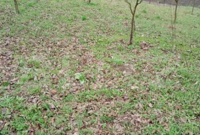 Teren de 3000 mp, în Călărași - 5