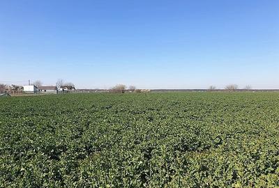 Teren agricol extravilan de 13000 mp, în Moara Vlăsiei - 5