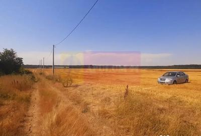 Teren de 2000 mp, în Brănești - 1