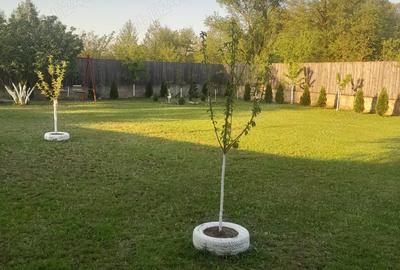 De vanzare casa in sat Pocola la 5 km de ora?ul Beiu? - 3