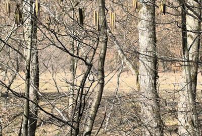 Spațiu comercial, în Petros - 7