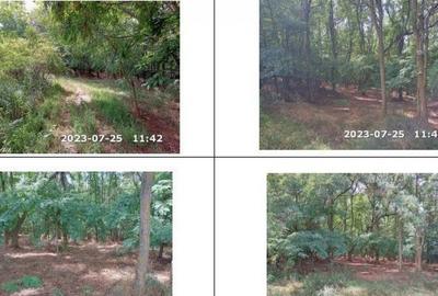 Teren padure, cota de 1/48 Horgesti, ID: R2325871 - 3