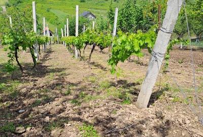 Casa cu teren la 2 km de centru. variante schimb - 6