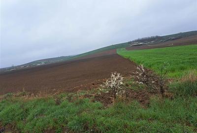 Teren intravilan de 7800 mp, în Ghenetea - 1