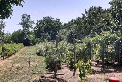 Casă cu 3 camere în Frumușani - 1