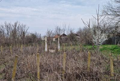 Spațiu comercial, în Goicea - 6