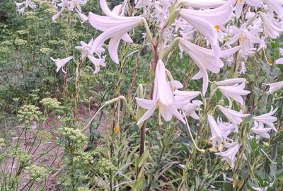 Casă cu 4 camere în Roman - 2