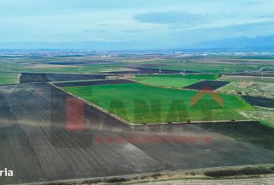 Teren de 70000 mp, în Șura Mică - 10