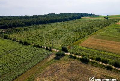 Teren intravilan de 78200 mp, în Frata - 6