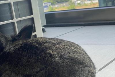 Apartament cu 2 camere semidecomandat, mobilat în Politehnica - 11