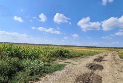 Teren de 7444 mp, în Dărmănești - 4