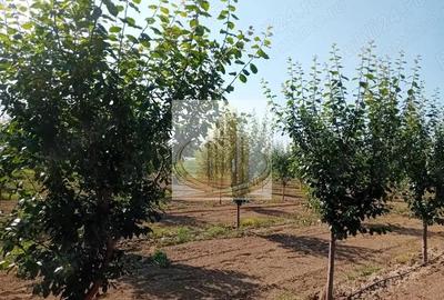 Teren de 16000 mp, în Belinț - 20