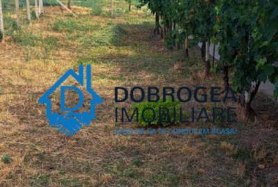 MINERI - CASA 3 CAMERE SUPRAFATA 96 MP, TEREN 850 MP - 6