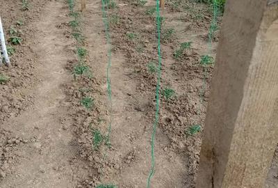 Teren +casa de vacanta - 3