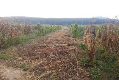 Teren de 2700 mp, în Rășinari - 3