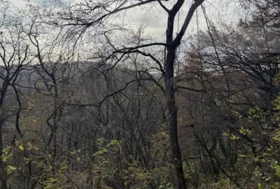 Teren de 8271 mp, în Cerbăl - 5