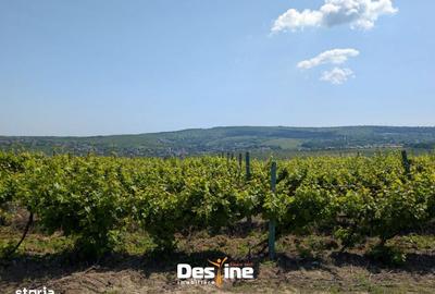 Teren de 974 mp, în Bucium - 1