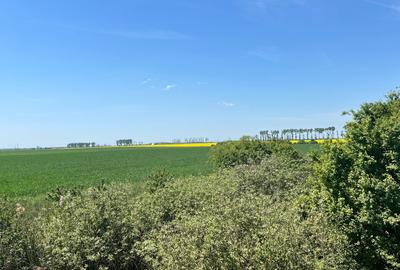 Afumati  Vanzare suprafata  teren 5,29 hectare( intravilan - extravilan) - 3