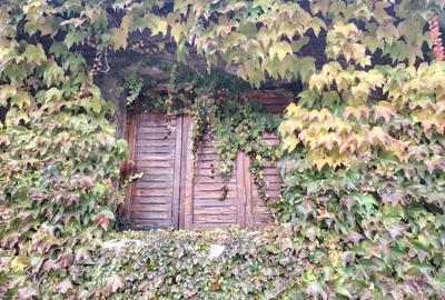 Proprietate in zona Parcului N Romanescu, casa batraneasca si teren de 347 mp - 1