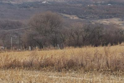 Păcurari-Platou Beldiman ( LA STEJARI SECULARI ) 490 mp , oportunitate reala - 24