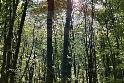 Teren în Bunești - 8