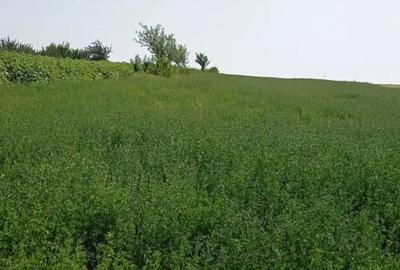 Teren de 5000 mp, în Copălău - 2