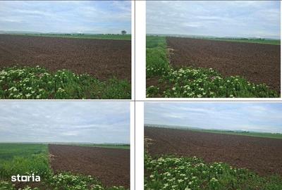 Teren de 10000 mp, în Valea Râmnicului - 6