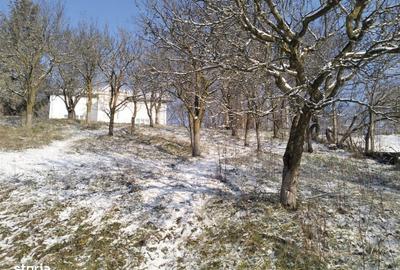 Teren de 5950 mp, în Scorțeni - 9