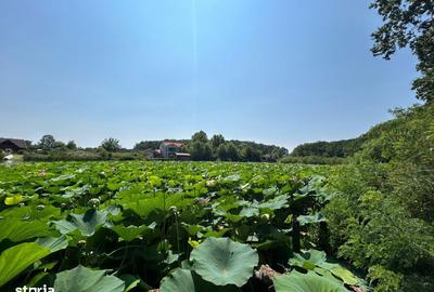 Spațiu comercial, în Snagov - 4