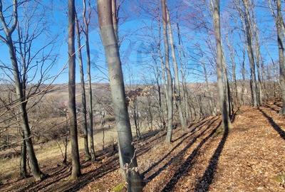 Teren de 4985 mp, în Sascut - 4