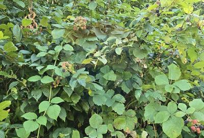 Teren de 4000 mp, în Păscoaia - 8