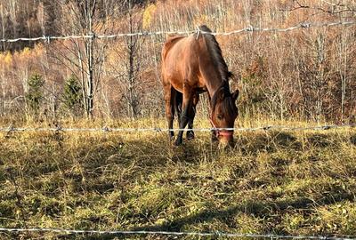 Teren ideal recreere/conectare cu natura/zona Fagaras/achitare in rate - 1