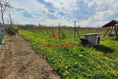 Teren extravilan in Baicoi 10.000mp plantatie mure --80.000e - 5