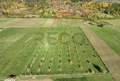 Teren de 13965 mp, în Aușeu - 12