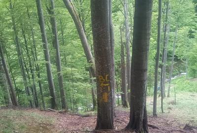 Teren de 120000 mp, în Motru Sec - 2