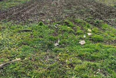 Casă în Mădrigești - 3