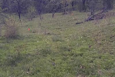 Teren de 2252 mp, în Vișinești - 2
