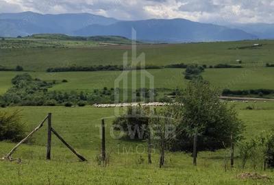 Teren de 11500 mp, în Daia - 1