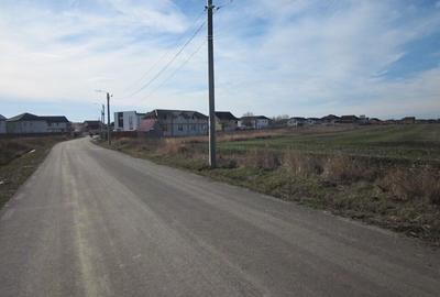 Domnesti-Crengutei-Narciselor - 4