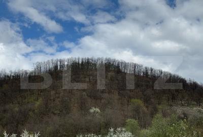 Vand 2 hectare de padure de Stejar, Carmazanesti - 2