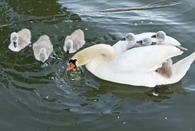 Casă cu 3 camere cu Teren 60 Mp în Mamaia - 5