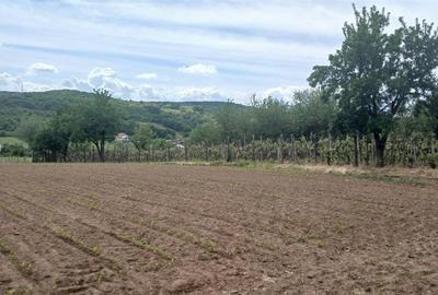 Teren intravilan de 500 mp, în Hidișelu de Jos - 4