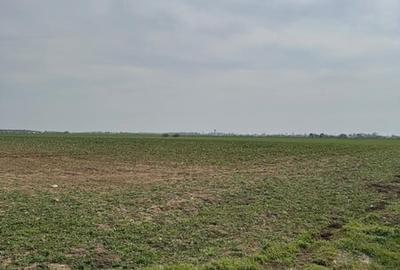 Vanzare Teren 5000mp intravilan Magurele - 9