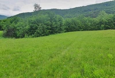 Teren de 11724 mp, în Negreni - 1