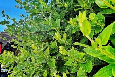 Suprafata generoasa teren - 38