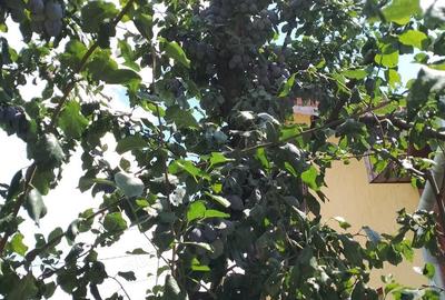 Casa de vanzare - 6